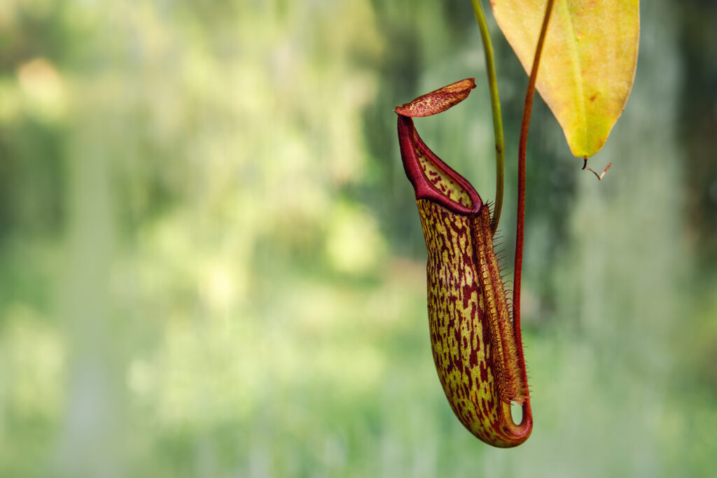 exotic pitcher plant with spotted cup dangles grac 2026 02 05 22 08 25 utc