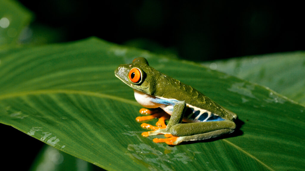 red eyed tree frog resting on a green leaf in cost 2026 03 27 01 38 14 utc